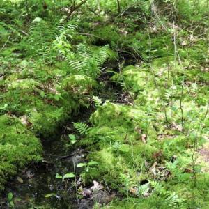 Photo of SOLD!!  19.47 Acres of Residential and Recreational Land in Harnett County NC!