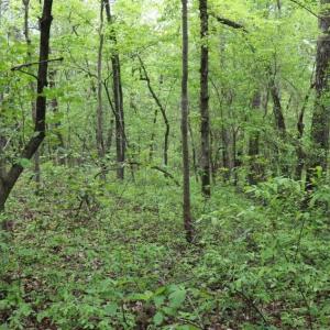 Photo of SOLD!!  19.47 Acres of Residential and Recreational Land in Harnett County NC!