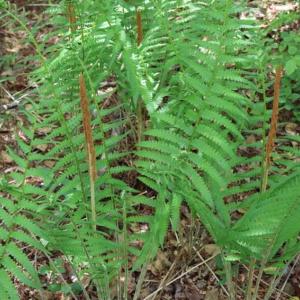 Photo of SOLD!!  19.47 Acres of Residential and Recreational Land in Harnett County NC!