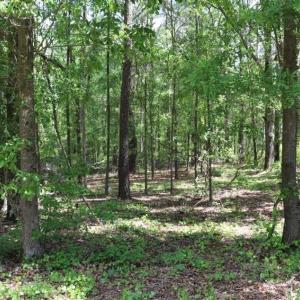 Photo of SOLD!!  19.47 Acres of Residential and Recreational Land in Harnett County NC!