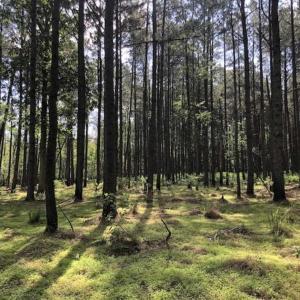 Photo of SOLD!!  254 Acres of Timber and Farm Land For Sale in Columbus County NC!