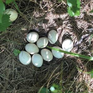 Photo of SOLD!!  254 Acres of Timber and Farm Land For Sale in Columbus County NC!