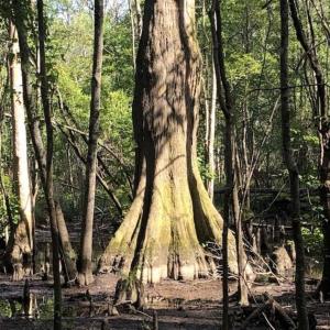 Photo of SOLD!!  254 Acres of Timber and Farm Land For Sale in Columbus County NC!