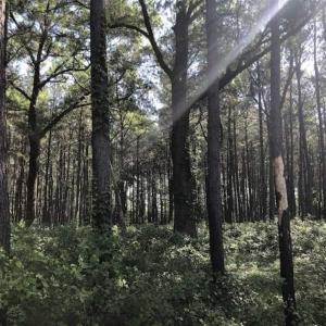 Photo of SOLD!!  254 Acres of Timber and Farm Land For Sale in Columbus County NC!