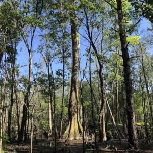 Photo of SOLD!!  254 Acres of Timber and Farm Land For Sale in Columbus County NC!