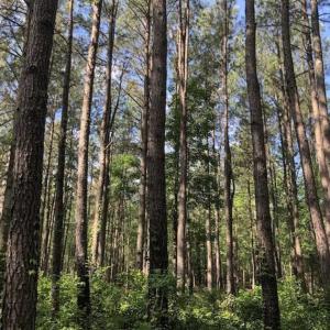 Photo of SOLD!!  254 Acres of Timber and Farm Land For Sale in Columbus County NC!