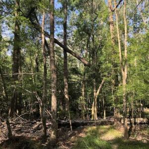 Photo of SOLD!!  254 Acres of Timber and Farm Land For Sale in Columbus County NC!