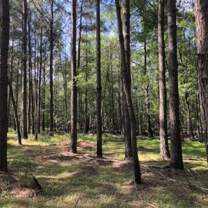 Photo of SOLD!!  254 Acres of Timber and Farm Land For Sale in Columbus County NC!