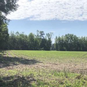 Photo of SOLD!!  254 Acres of Timber and Farm Land For Sale in Columbus County NC!