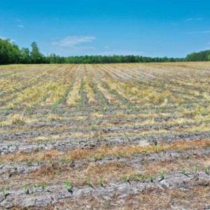 Photo of UNDER CONTRACT!!  50 Acres of Farm Land for Sale in Columbus County NC!