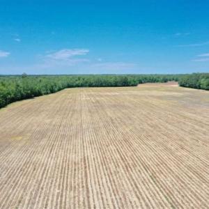 Photo of UNDER CONTRACT!!  50 Acres of Farm Land for Sale in Columbus County NC!