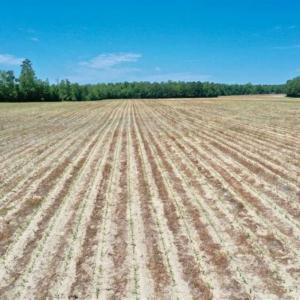 Photo of UNDER CONTRACT!!  50 Acres of Farm Land for Sale in Columbus County NC!