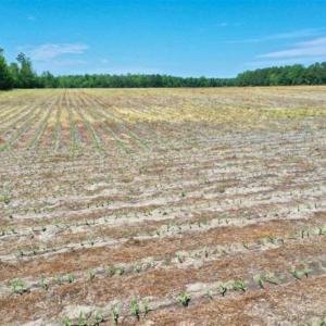 Photo of UNDER CONTRACT!!  50 Acres of Farm Land for Sale in Columbus County NC!