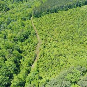 Photo of SOLD!!  22.28 Acres of Hunting and Investment For Sale in Wilson County NC!