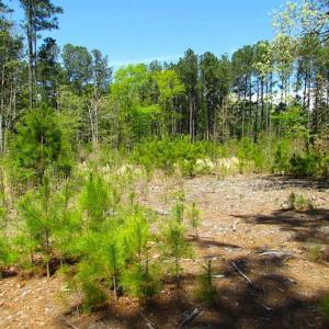 Photo of 2 Acres of Commercial Land For Sale in Accomack County VA!