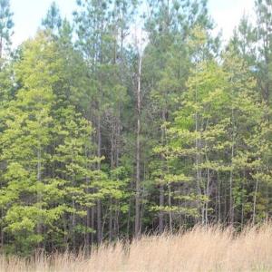 Photo of UNDER CONTRACT!!  17.95 Acres of Residential Land for Sale in Caroline Co VA