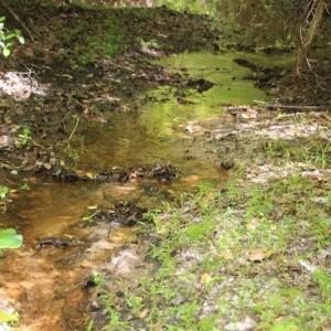 Photo of UNDER CONTRACT!!  17.95 Acres of Residential Land for Sale in Caroline Co VA