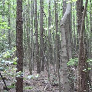 Photo of UNDER CONTRACT!!  17.95 Acres of Residential Land for Sale in Caroline Co VA