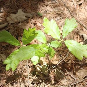 Photo of UNDER CONTRACT!!  17.95 Acres of Residential Land for Sale in Caroline Co VA