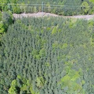 Photo of UNDER CONTRACT!!  17.95 Acres of Residential Land for Sale in Caroline Co VA