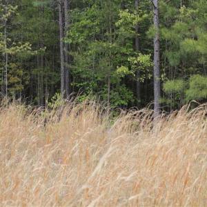 Photo of UNDER CONTRACT!!  17.95 Acres of Residential Land for Sale in Caroline Co VA