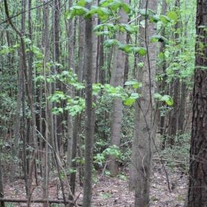 Photo of UNDER CONTRACT!!  17.95 Acres of Residential Land for Sale in Caroline Co VA