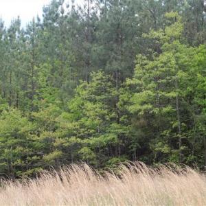 Photo of UNDER CONTRACT!!  17.95 Acres of Residential Land for Sale in Caroline Co VA