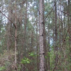 Photo of UNDER CONTRACT!!  17.95 Acres of Residential Land for Sale in Caroline Co VA