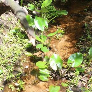 Photo of UNDER CONTRACT!!  17.95 Acres of Residential Land for Sale in Caroline Co VA
