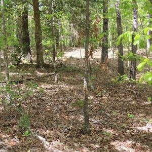 Photo of UNDER CONTRACT!!  17.95 Acres of Residential Land for Sale in Caroline Co VA
