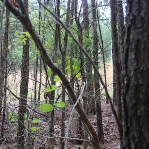 Photo of UNDER CONTRACT!!  17.95 Acres of Residential Land for Sale in Caroline Co VA
