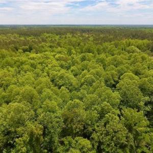 Photo of SOLD!!  16.9 Acres of Timber and Recreational Land For Sale in Sampson County NC!