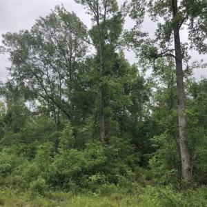 Photo of UNDER CONTRACT!!  67 Acres of Development Land For Sale in Brunswick County NC!