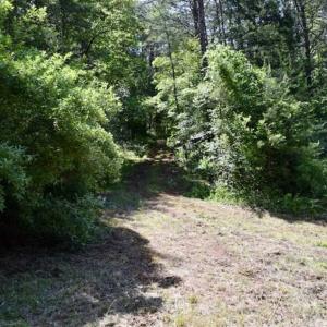 Photo of SOLD!!  24 Acres of Hunting and Recreational Land For Sale in Bedford County VA!