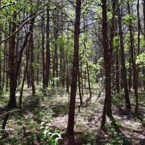 Photo of SOLD!!  24 Acres of Hunting and Recreational Land For Sale in Bedford County VA!