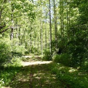 Photo of SOLD!!  24 Acres of Hunting and Recreational Land For Sale in Bedford County VA!