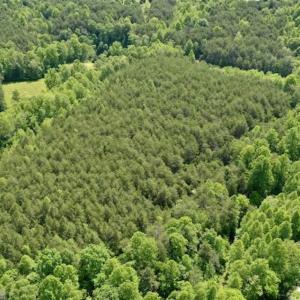 Photo of SOLD!!  24 Acres of Hunting and Recreational Land For Sale in Bedford County VA!