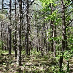 Photo of SOLD!!  24 Acres of Hunting and Recreational Land For Sale in Bedford County VA!