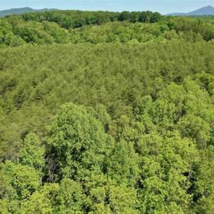 Photo of SOLD!!  24 Acres of Hunting and Recreational Land For Sale in Bedford County VA!