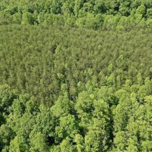 Photo of SOLD!!  24 Acres of Hunting and Recreational Land For Sale in Bedford County VA!