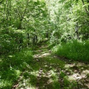 Photo of SOLD!!  24 Acres of Hunting and Recreational Land For Sale in Bedford County VA!