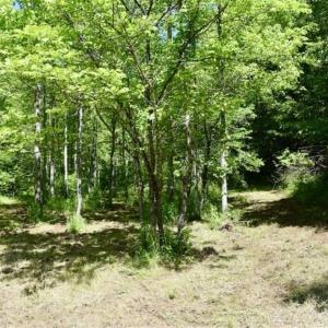 Photo of SOLD!!  24 Acres of Hunting and Recreational Land For Sale in Bedford County VA!