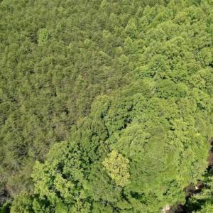 Photo of SOLD!!  24 Acres of Hunting and Recreational Land For Sale in Bedford County VA!