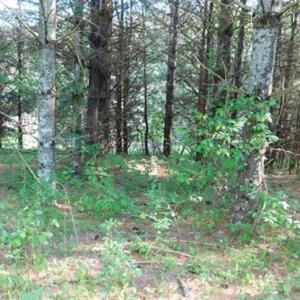 Photo of 15.67 Acres of Residential and Hunting Land For Sale in Pulaski County VA!