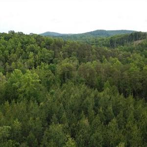 Photo of 35 Acres of Hunting and Residential Land For Sale in Henry County VA!