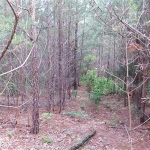Photo of 35 Acres of Hunting and Residential Land For Sale in Henry County VA!