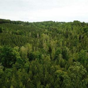 Photo of 35 Acres of Hunting and Residential Land For Sale in Henry County VA!