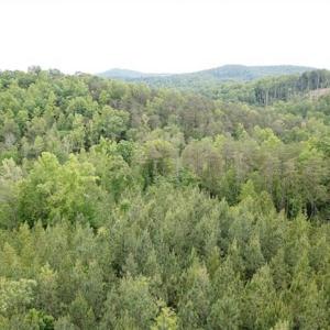 Photo of 35 Acres of Hunting and Residential Land For Sale in Henry County VA!