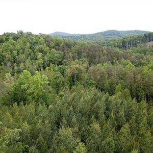 Photo of 35 Acres of Hunting and Residential Land For Sale in Henry County VA!
