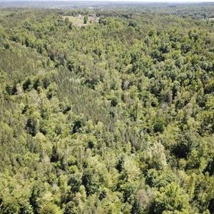 Photo of 35 Acres of Hunting and Residential Land For Sale in Henry County VA!